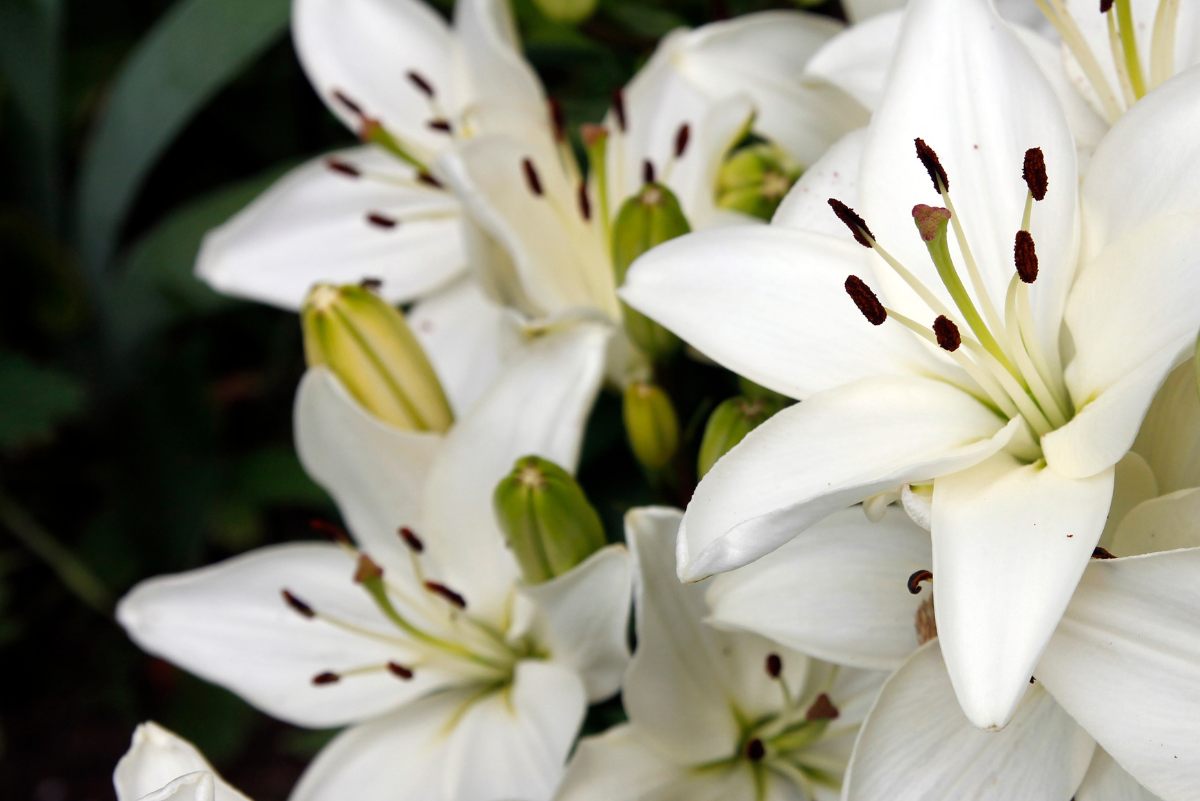 A bouquet of lilies