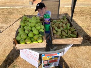 William in apple tree for LNAA