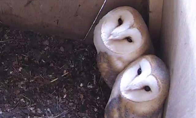 Two owls in nest box