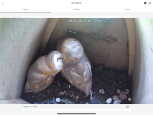 owls hatched